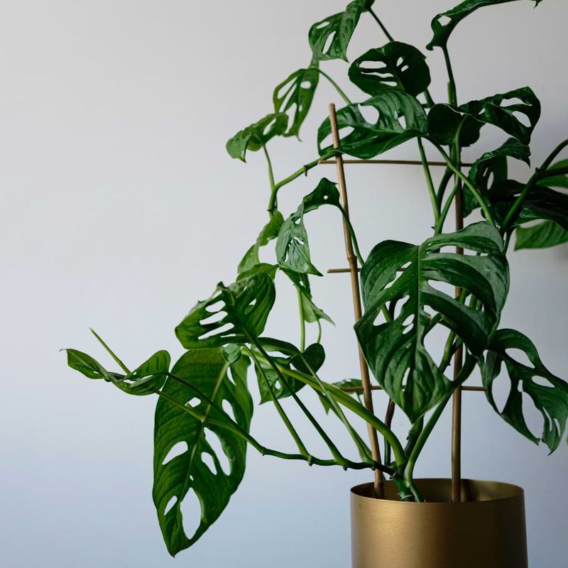 Monstera