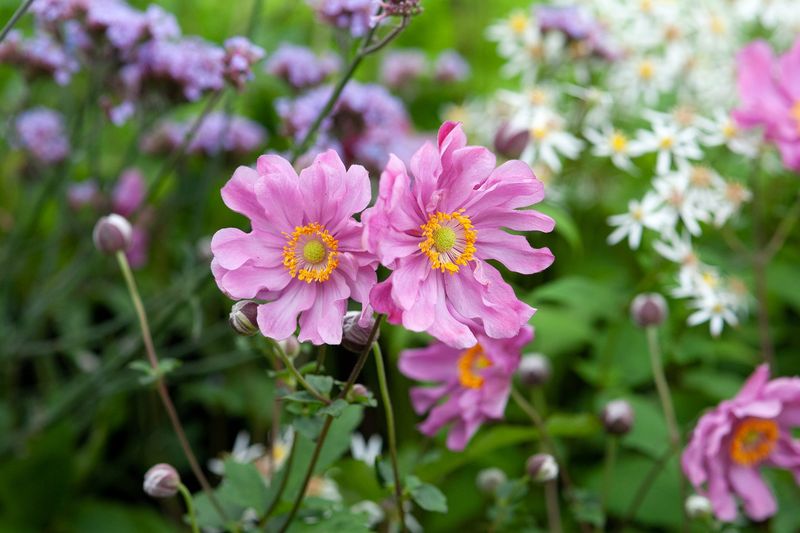 Japanese Anemones