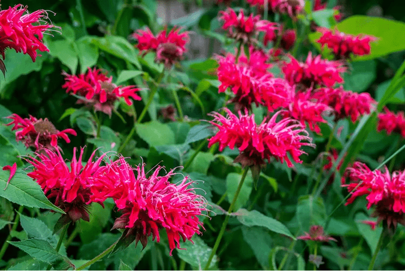 Bee Balm (Monarda didyma)