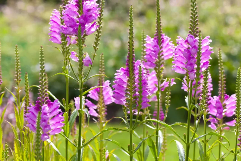 Obedient Plant (Physostegia)