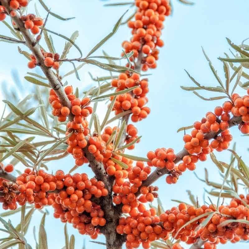 Sea Buckthorn