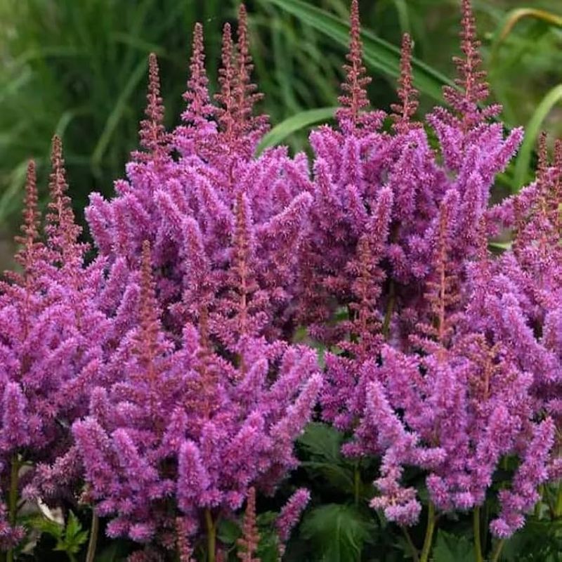 Astilbe Chinensis
