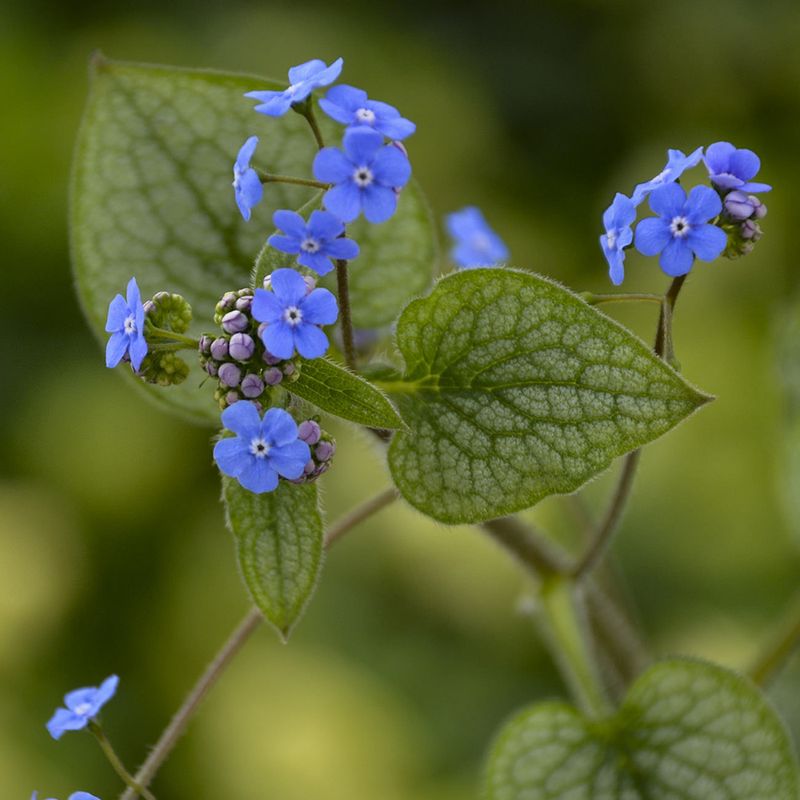 Brunnera