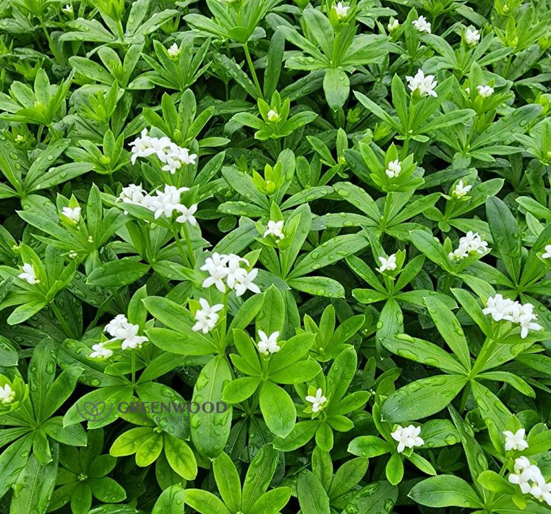 Sweet Woodruff