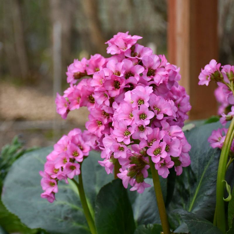 Bergenia (Pigsqueak)