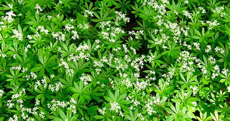 Sweet Woodruff