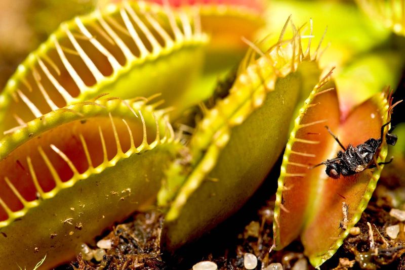 Venus Flytrap