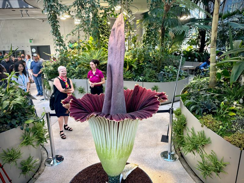 Corpse Flower