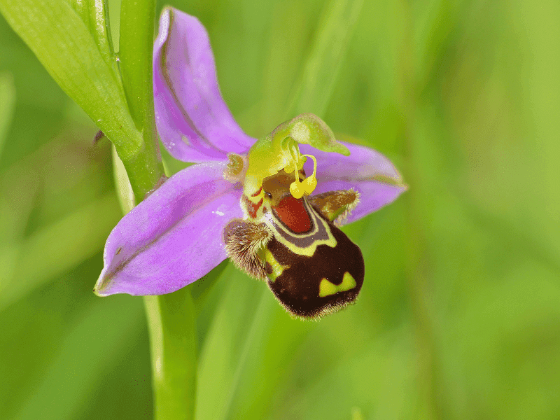 Bee Orchid