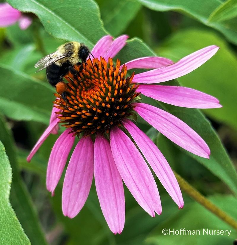 Purple Coneflower (Echinacea purpurea)