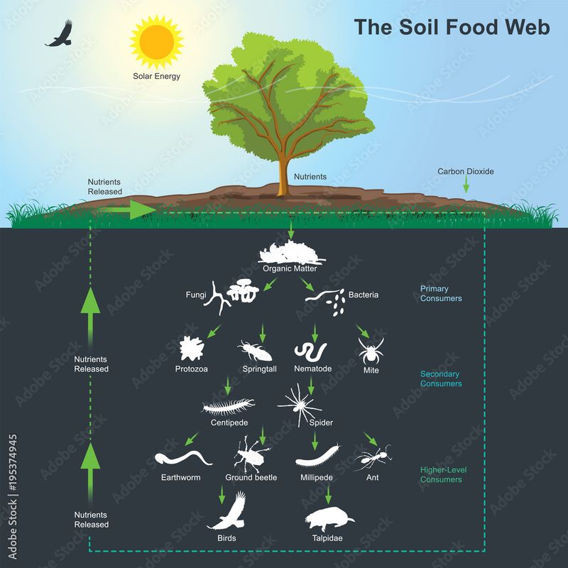 Understanding the Soil Food Web