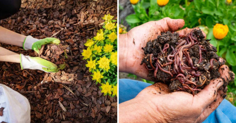 Living Soil: What It Is and How to Cultivate It