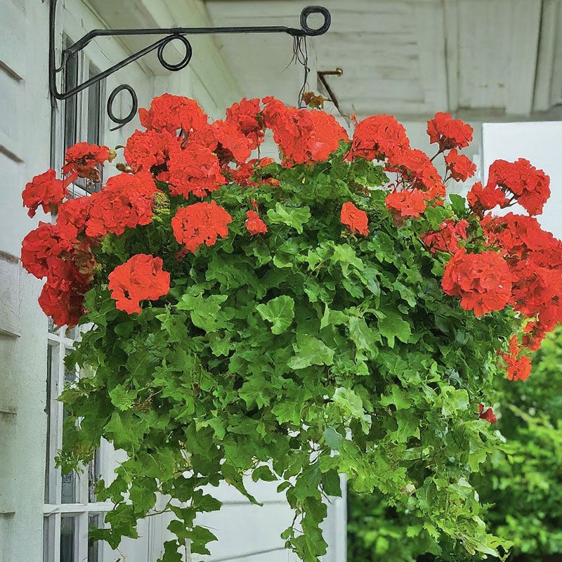 Geraniums
