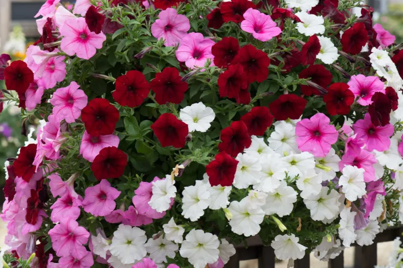Trailing Petunias (like Wave or Supertunia)