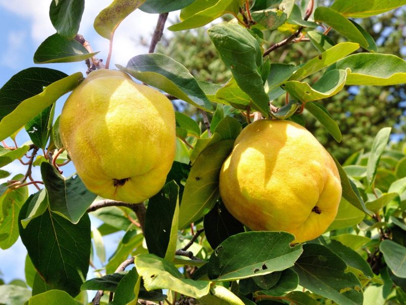 Quince (Cydonia oblonga)