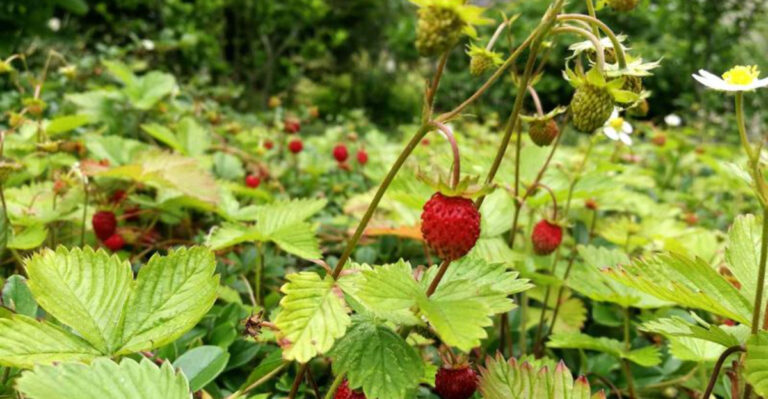 Low-Waste Gardening Techniques That Are Surprisingly Easy