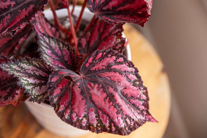 Rex Begonia