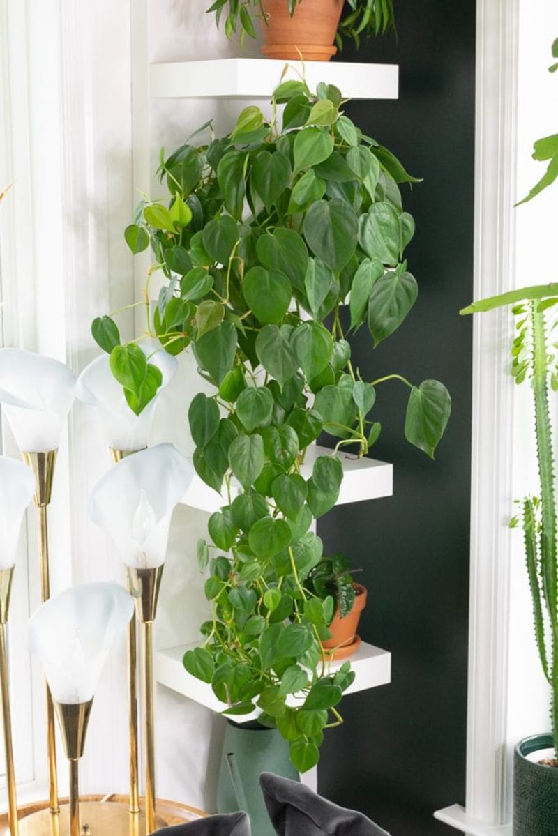 Philodendron (Heartleaf or Brasil)