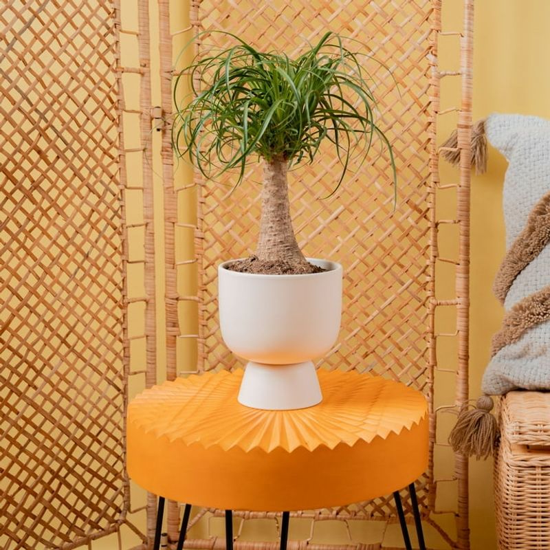 Ponytail Palm (Beaucarnea recurvata)