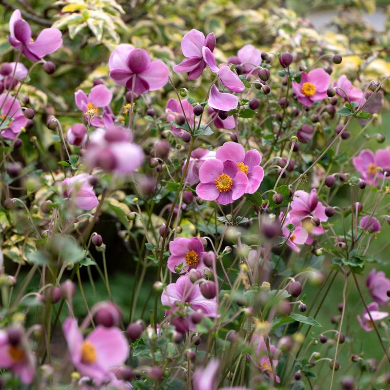 Japanese Anemone