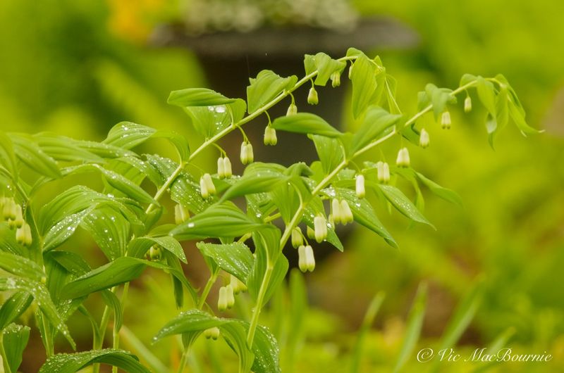 Solomon's Seal