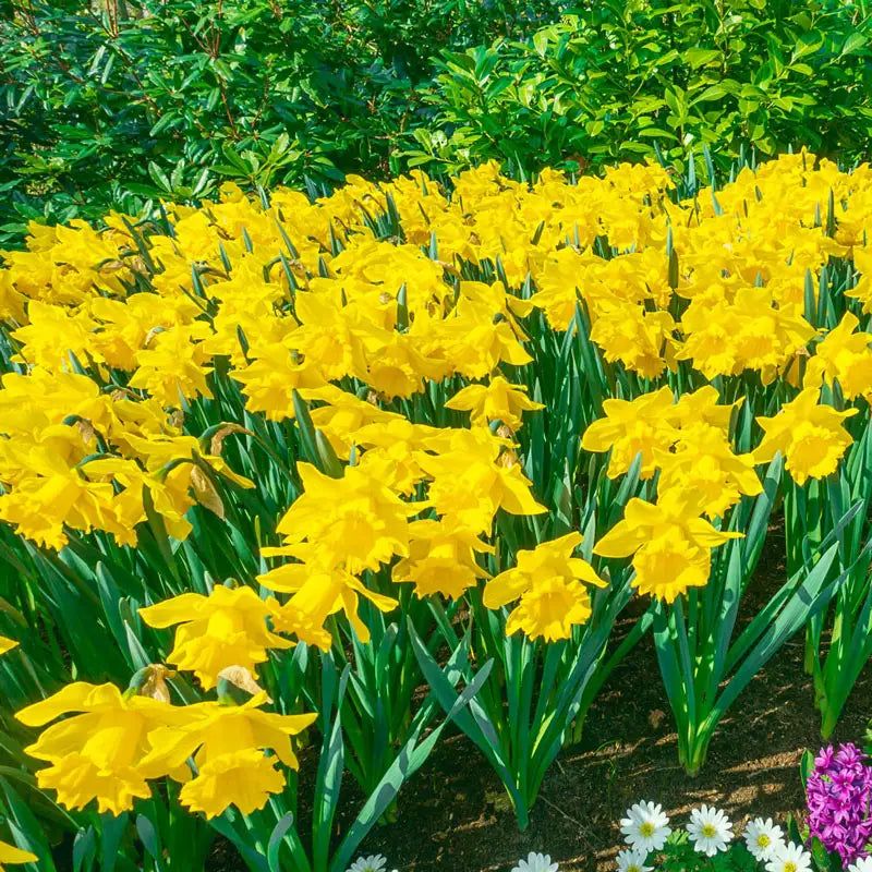Daffodils