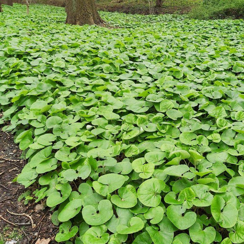 Wild Ginger (Asarum canadense)