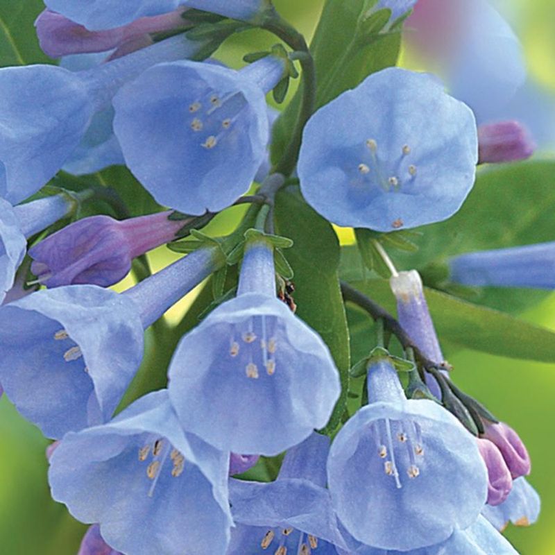 Virginia Bluebells (Mertensia virginica)