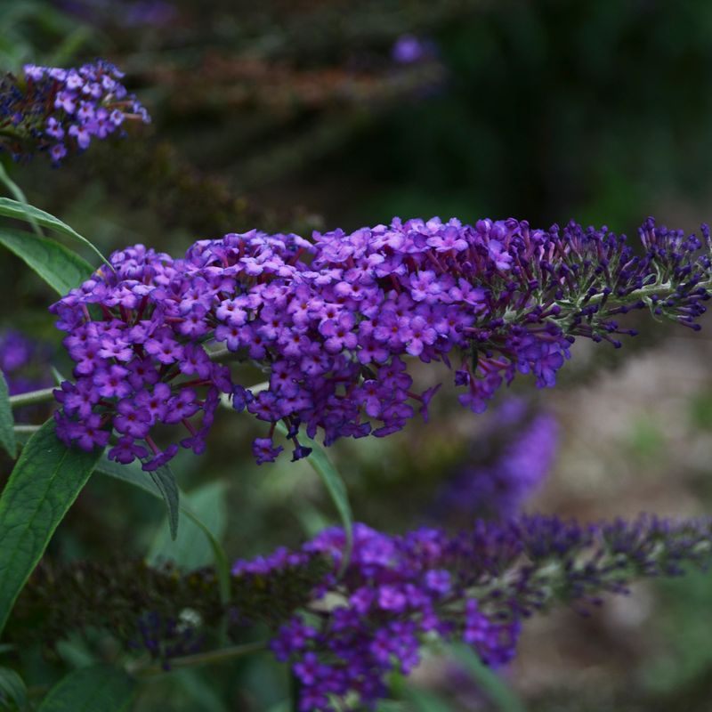 Buddleia