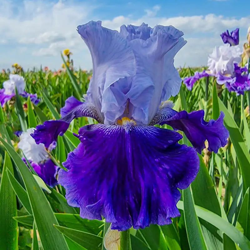 Iris