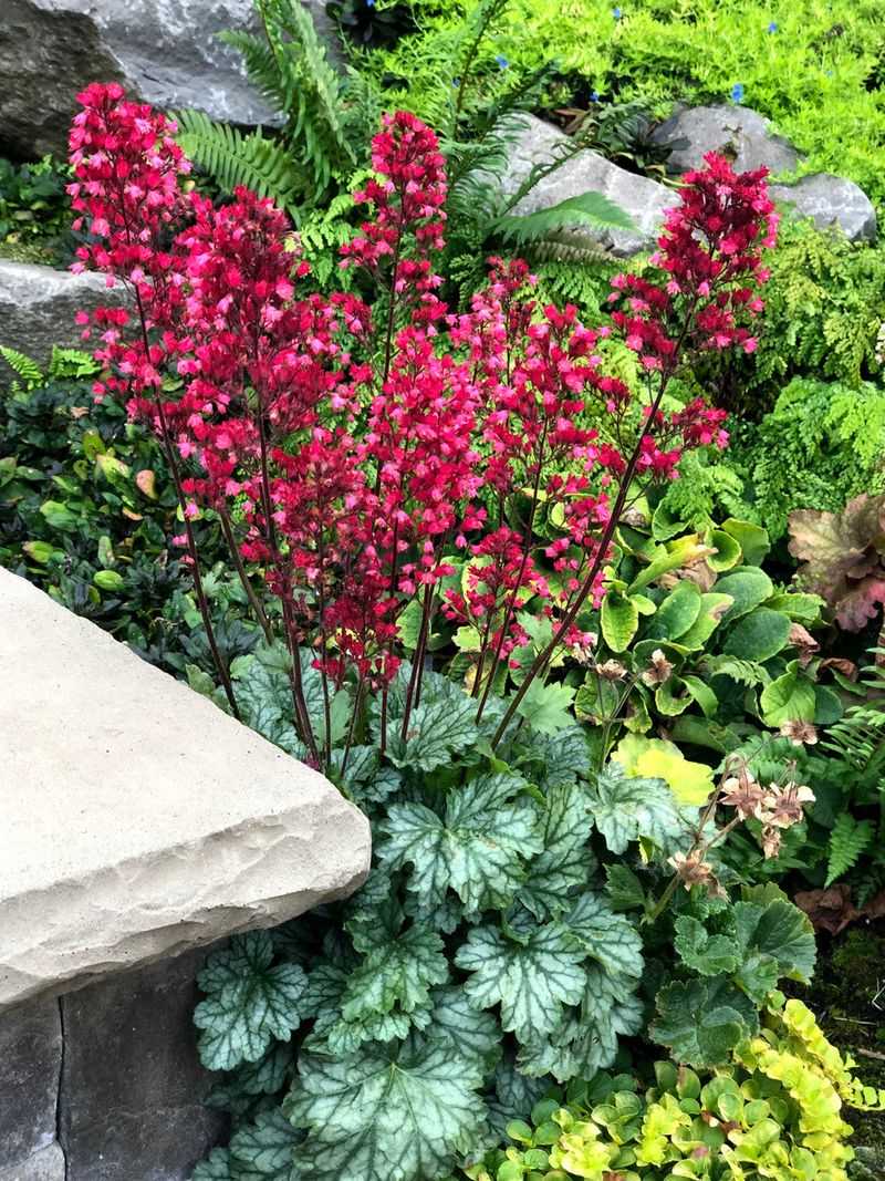 Coral Bells