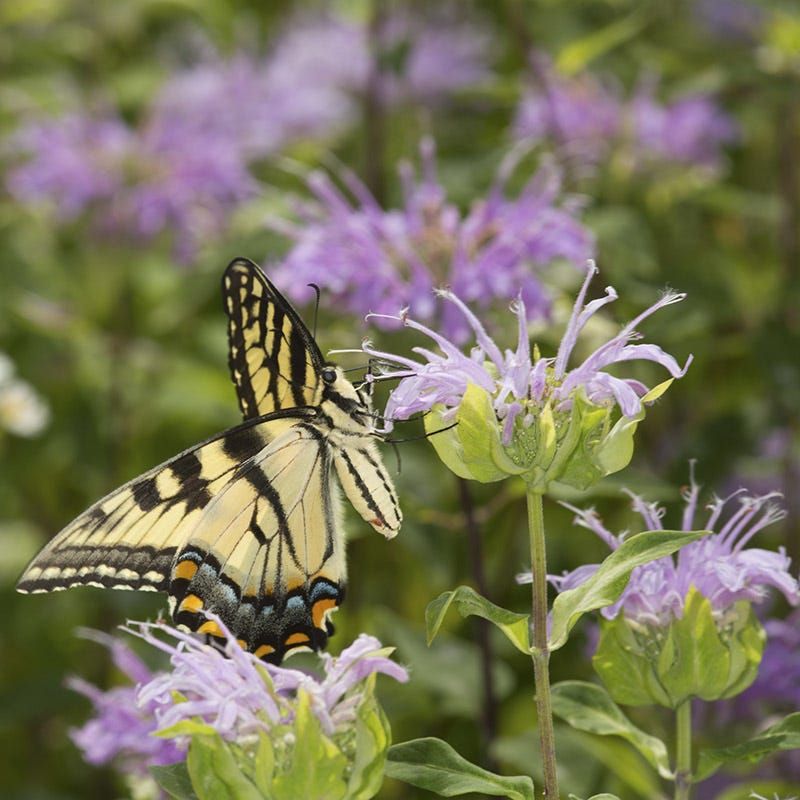 Wild Bergamot (Monarda fistulosa)