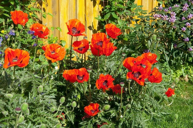 Oriental Poppy (Papaver orientale)