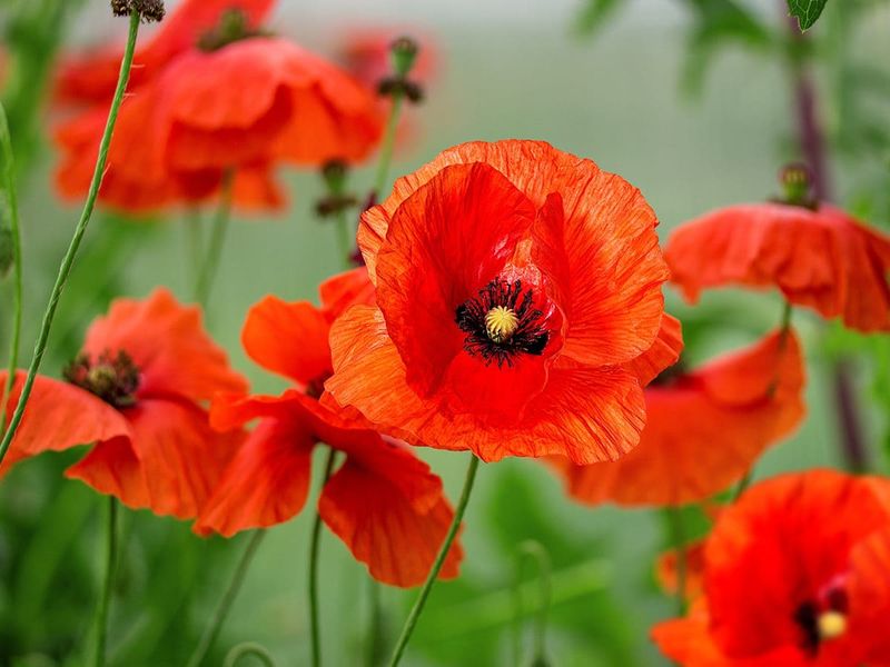 Poppies (Papaver spp.)