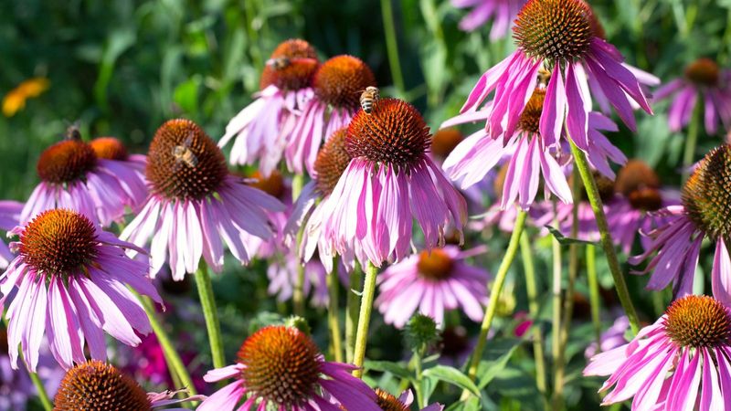 Coneflowers