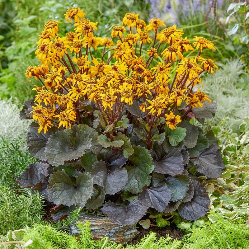 Ligularia