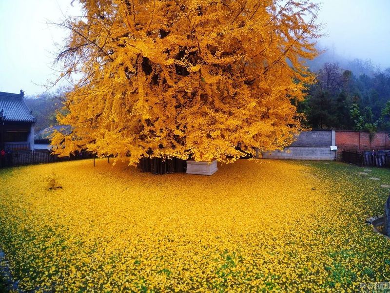 Ginkgo Biloba