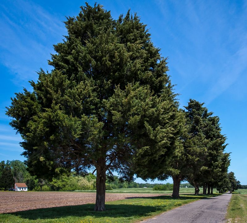 Eastern Red Cedar (Juniperus virginiana)