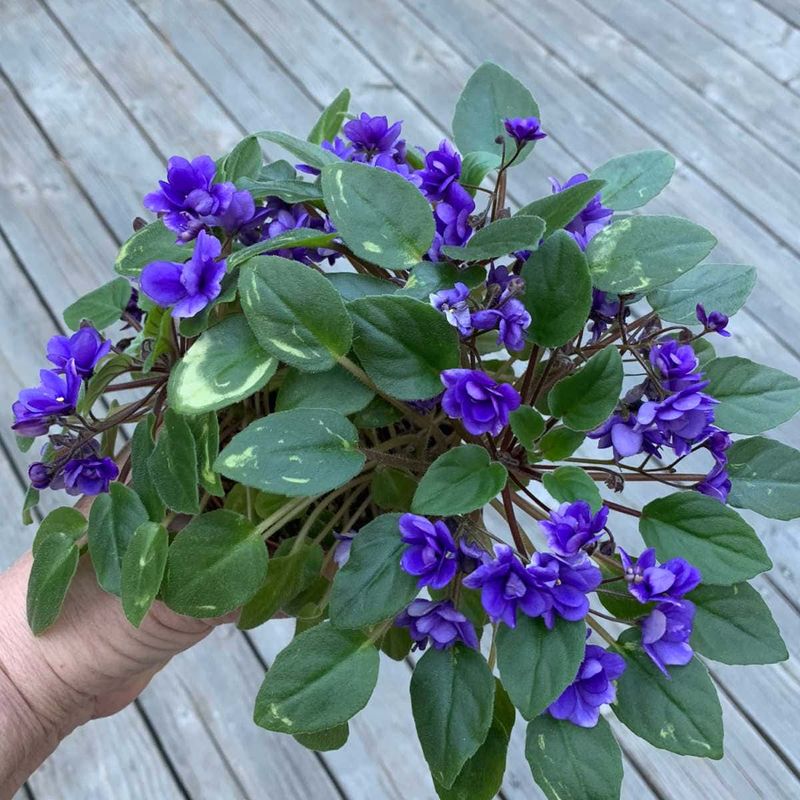 African Violets (For Beginners)