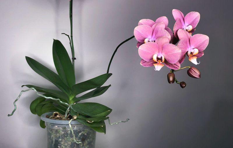 Orchids (Phalaenopsis)