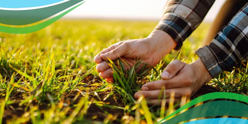 Apply Organic Fertilizers