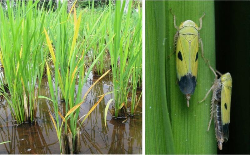 Rice Tungro Disease