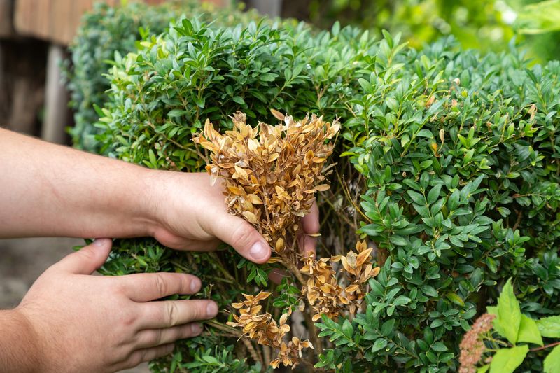 English Boxwood