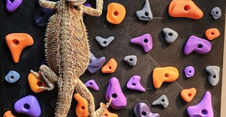 Make a Lizard Lounge: Desert Creatures Need Love Too
