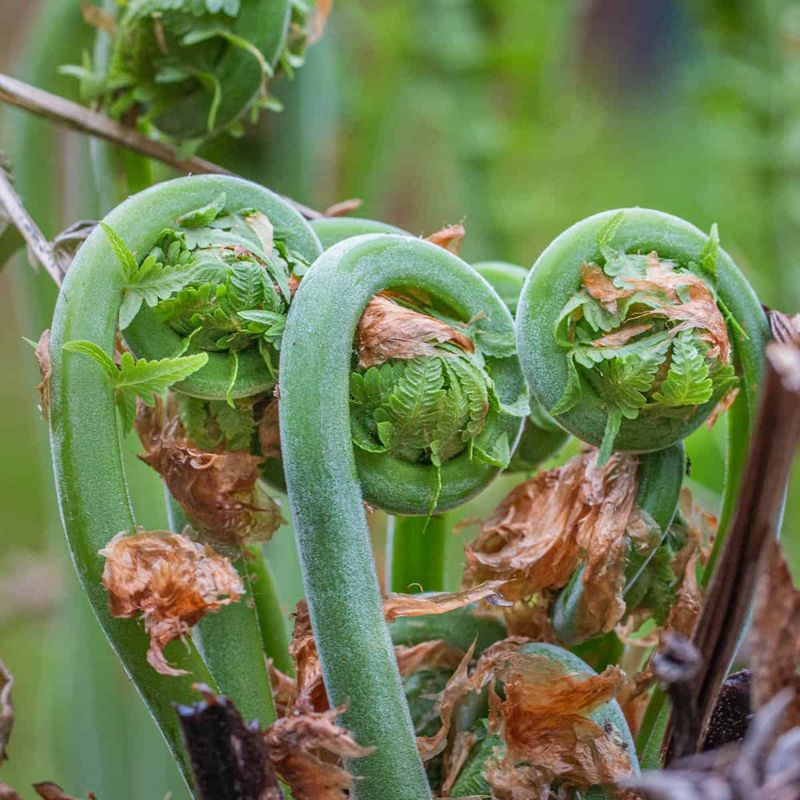 Fiddlehead Ferns