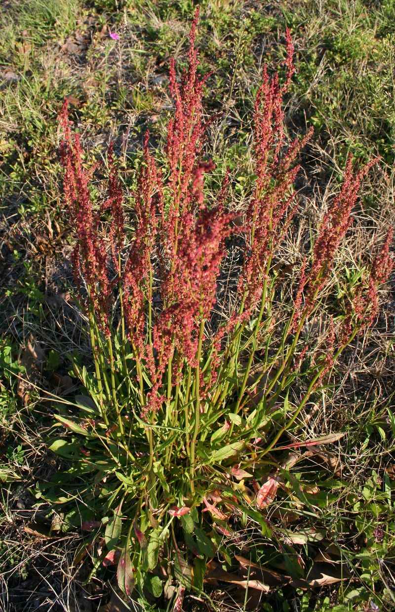 Sheep Sorrel