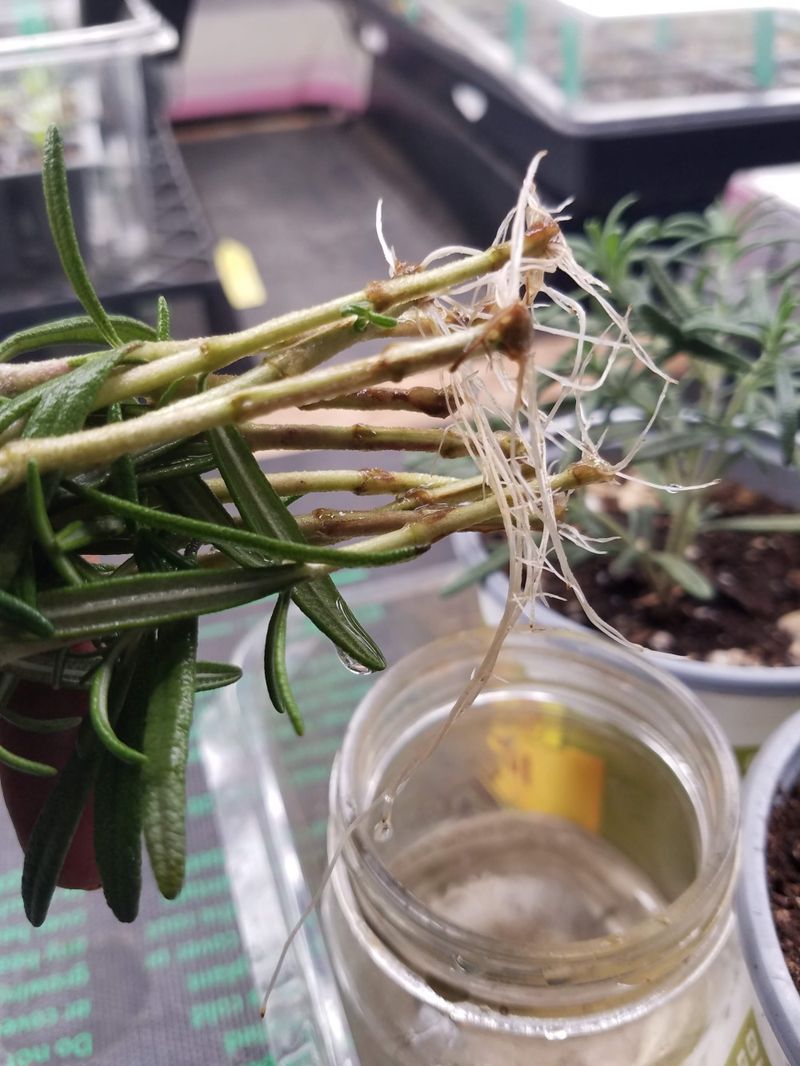 Herb Revival: Rosemary