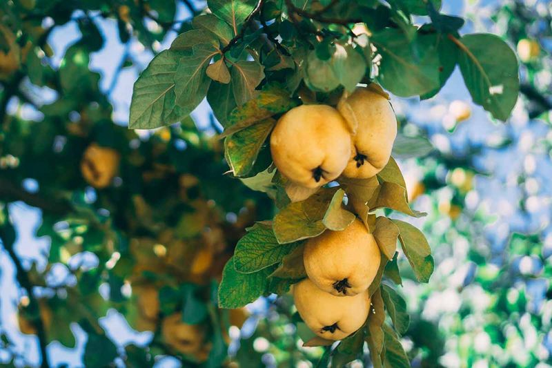 Quince Tree