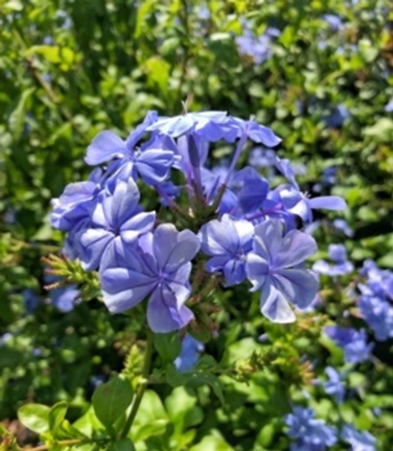 Plumbago