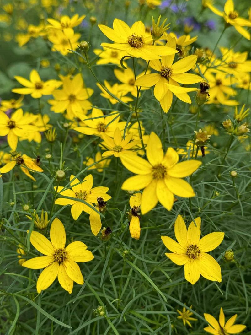 Coreopsis